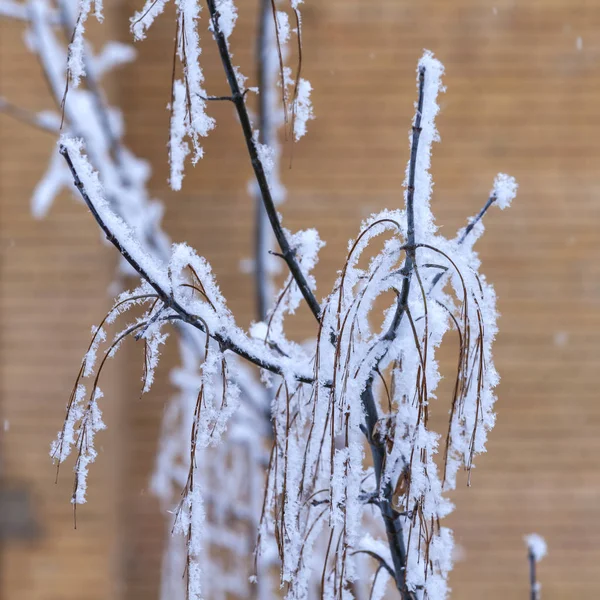 Větve Stromu Jsou Pokryté Jinovatka Námraza Zimě — Stock fotografie