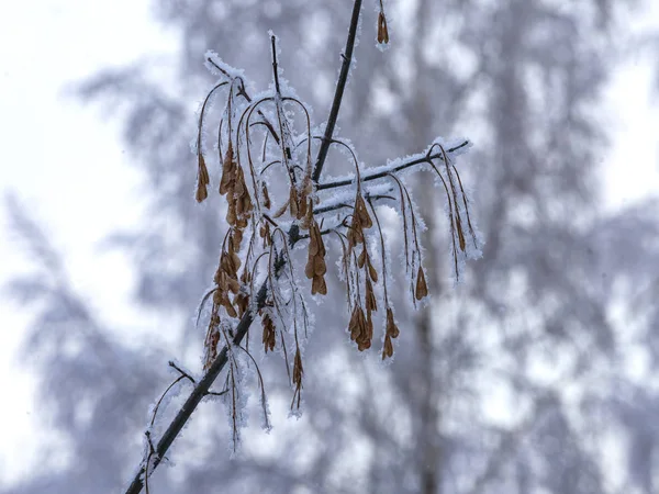 Grenarna Ett Träd Täckta Med Rimfrost Vintern — Stockfoto