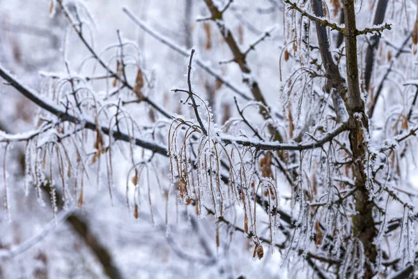 树枝上覆盖着白霜 — 图库照片