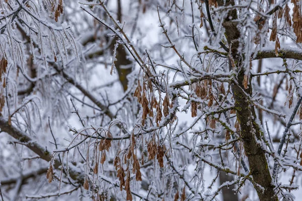 Las Ramas Del Árbol Son Cubiertas Por Escarcha Invierno — Foto de Stock