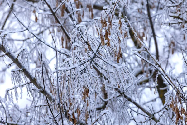 Las Ramas Del Árbol Son Cubiertas Por Escarcha Invierno — Foto de Stock