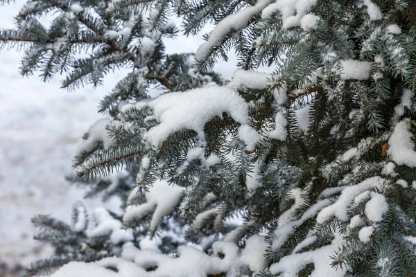 在冬天 枞树的枝条被冻土覆盖着 — 图库照片