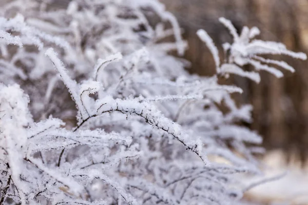 Grenarna Ett Träd Täckta Med Rimfrost Vintern — Stockfoto