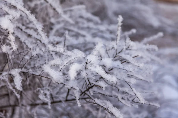树枝上覆盖着白霜 — 图库照片