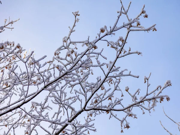 Grenarna Ett Träd Täckta Med Rimfrost Vintern — Stockfoto