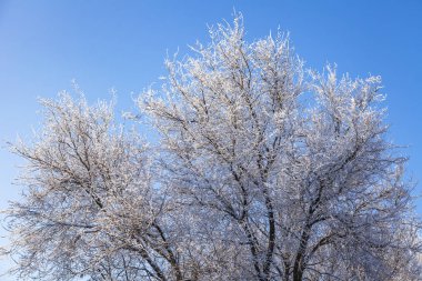 Bir ağacın içinde belgili tanımlık kış hoarfrost ile kaplıdır