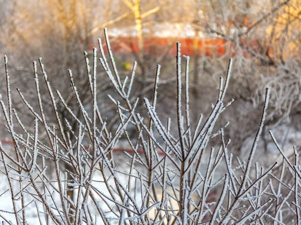 Rami Albero Sono Coperti Hoarfrost Nell Inverno — Foto Stock