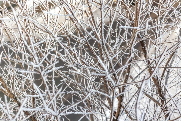 Las Ramas Del Árbol Son Cubiertas Por Escarcha Invierno — Foto de Stock