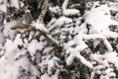 Bir köknar ağacının dalları kışın soğukla kaplıdır.
