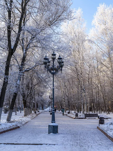 2018年12月19日 俄罗斯普什基诺 林荫大道上风景如画的树木在冬天被雪覆盖着 — 图库照片