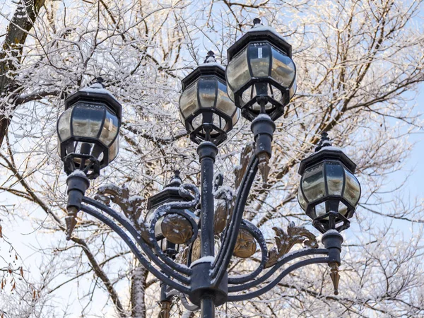 Pushkino Rusko Prosince 2018 Malebné Lampa Boulevard Pozadí Stromy Pokryté — Stock fotografie