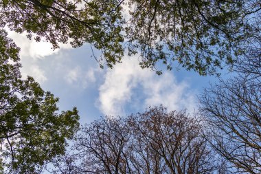 Arka plan mavi gökyüzünün karşı parkta kron