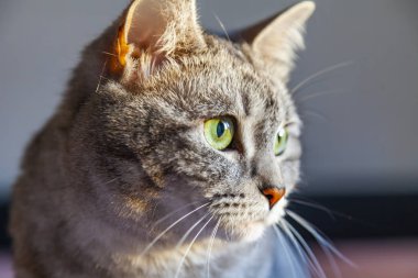 Güzel Gri kedi kendini görünüyor