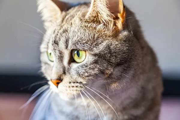 Mooie Grijze Kat Kijkt Rond Zichzelf — Stockfoto