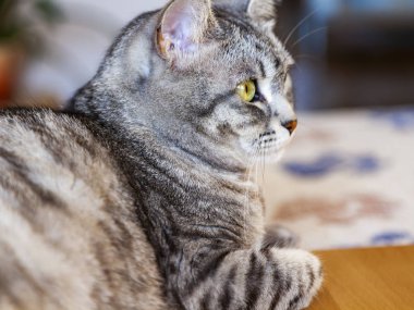 Güzel Gri kedi kendini görünüyor