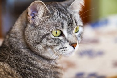 Güzel Gri kedi kendini görünüyor