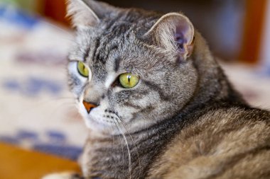 Güzel Gri kedi kendini görünüyor