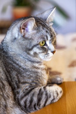 Güzel Gri kedi kendini görünüyor