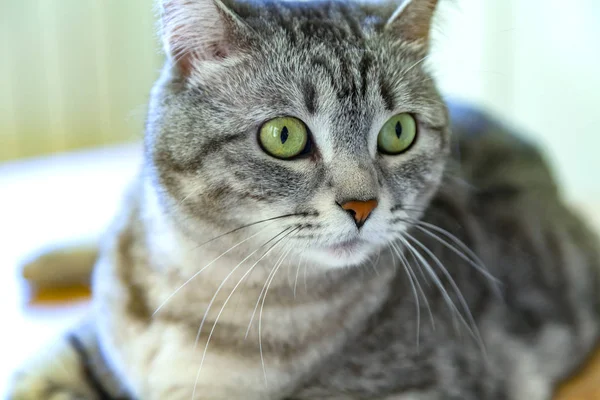 Güzel Gri Kedi Kendini Görünüyor — Stok fotoğraf