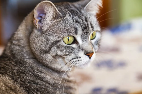 Güzel Gri kedi kendini görünüyor