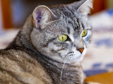 Güzel tekir gri kedi kendini görünüyor