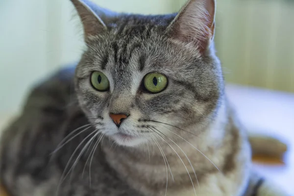 Bel Gatto Grigio Tabby Guarda Intorno — Foto Stock