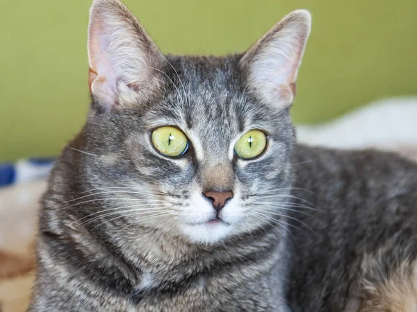 Güzel Gri Kedi Kanepede Kendini Görünüyor — Stok fotoğraf