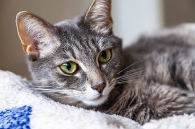 Güzel gri kedi