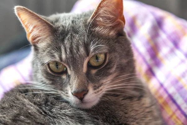 美しい灰色の猫 — ストック写真