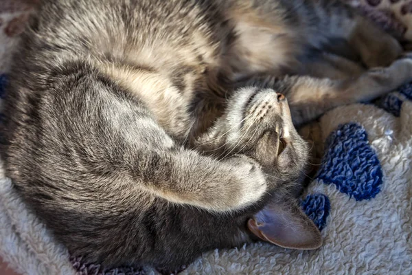 Gato Gris Yace Sofá — Foto de Stock