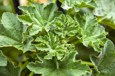 Genç ormanda baharda çimen