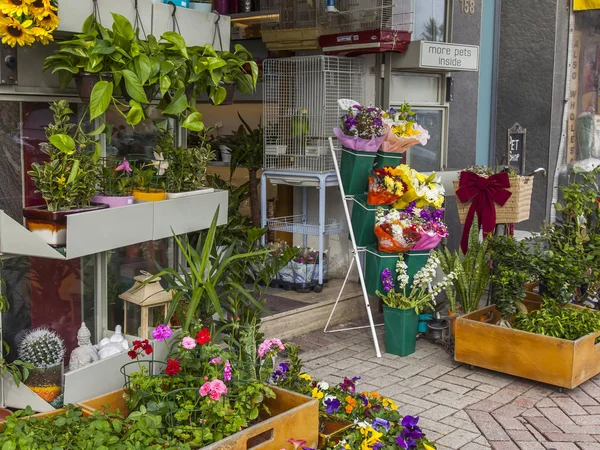 Sliema Malta Üzerinde Ocak 2019 Çiçekler Houseplants Dükkan Satışı Kaldırımda — Stok fotoğraf