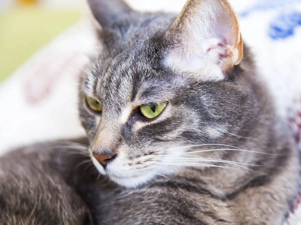 Die Schöne Graue Katze Liegt Auf Dem Sofa — Stockfoto