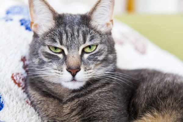 Beautiful Gray Cat Lies Sofa — Stock Photo, Image