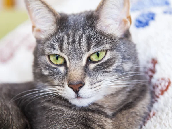 Die Schöne Graue Katze Liegt Auf Dem Sofa — Stockfoto
