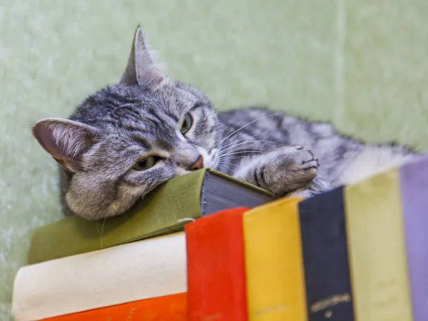 Ten Piękny Szary Kot Leży Książki — Zdjęcie stockowe