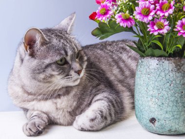 Güzel Gri kedi ile çiçek çiçekler Gri kedi ile