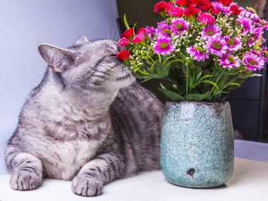 Güzel Gri kedi ile çiçek çiçekler Gri kedi ile