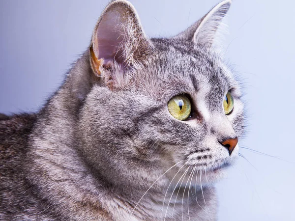 Beautiful Gray Cat — Stock Photo, Image