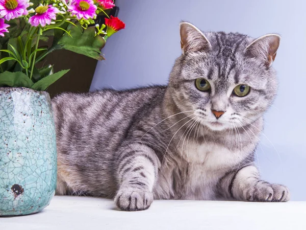The The beautiful gray cat with flowers gray cat with flowers