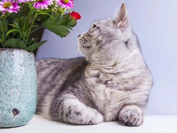 The The beautiful gray cat with flowers gray cat with flowers