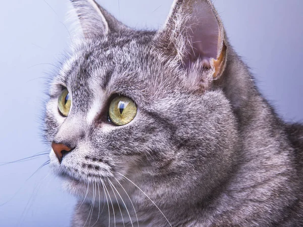 Die Schöne Graue Katze — Stockfoto