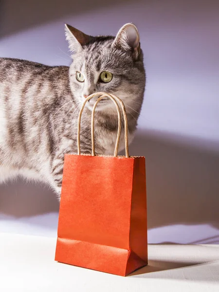 Hermoso Gato Gris Paquete Papel Para Compras — Foto de Stock