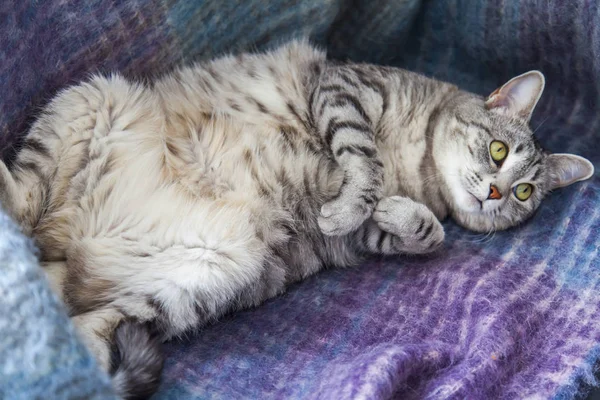 Hermoso Gato Gris — Foto de Stock