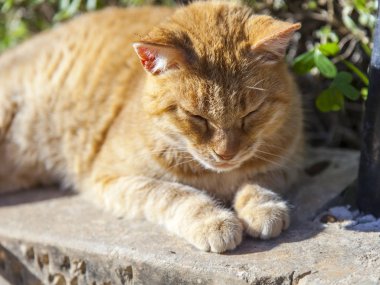 Güzel kırmızı kedi sıcak güneşin altında uyur