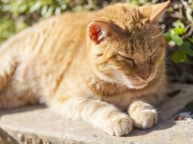 Güzel kırmızı kedi sıcak güneşin altında uyur