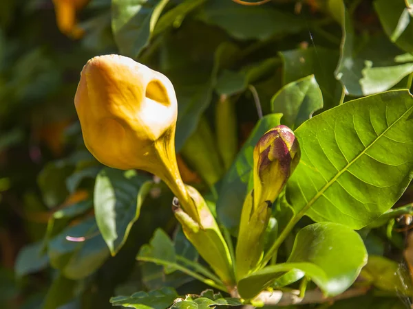 Piękny Żółty Kwiat Magnolii — Zdjęcie stockowe