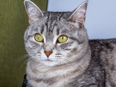 Güzel gri kedi