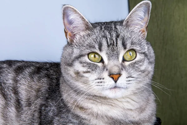 Hermoso Gato Gris —  Fotos de Stock