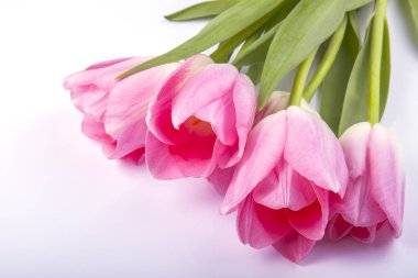 Güzel parlak pembe laleler